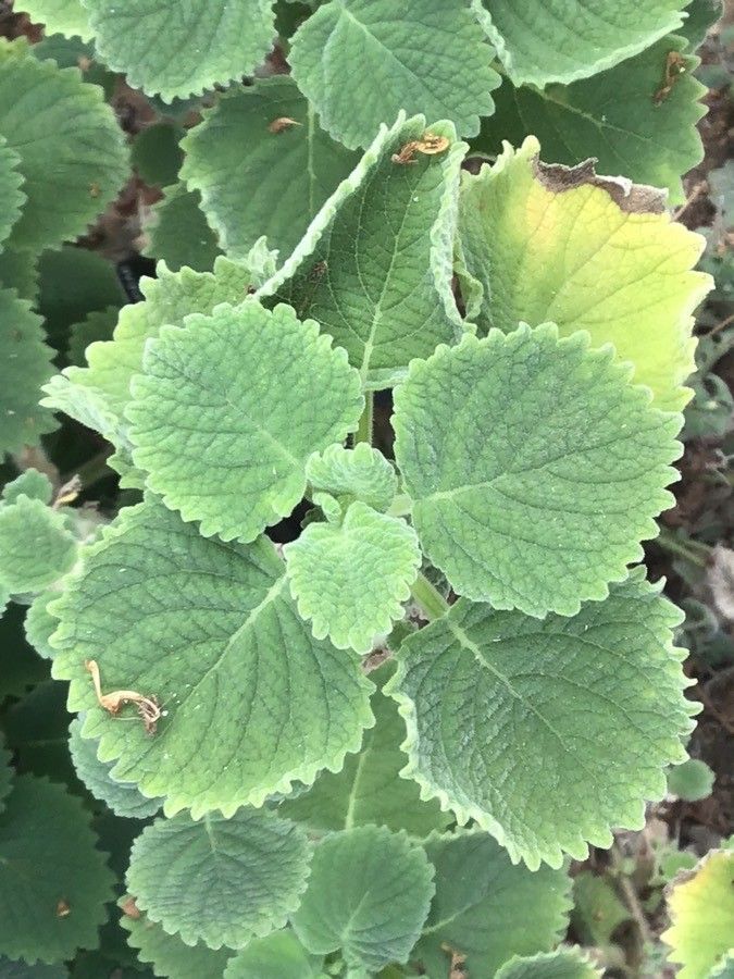 Plectranthus burorum — search result for 'Plectranthus'