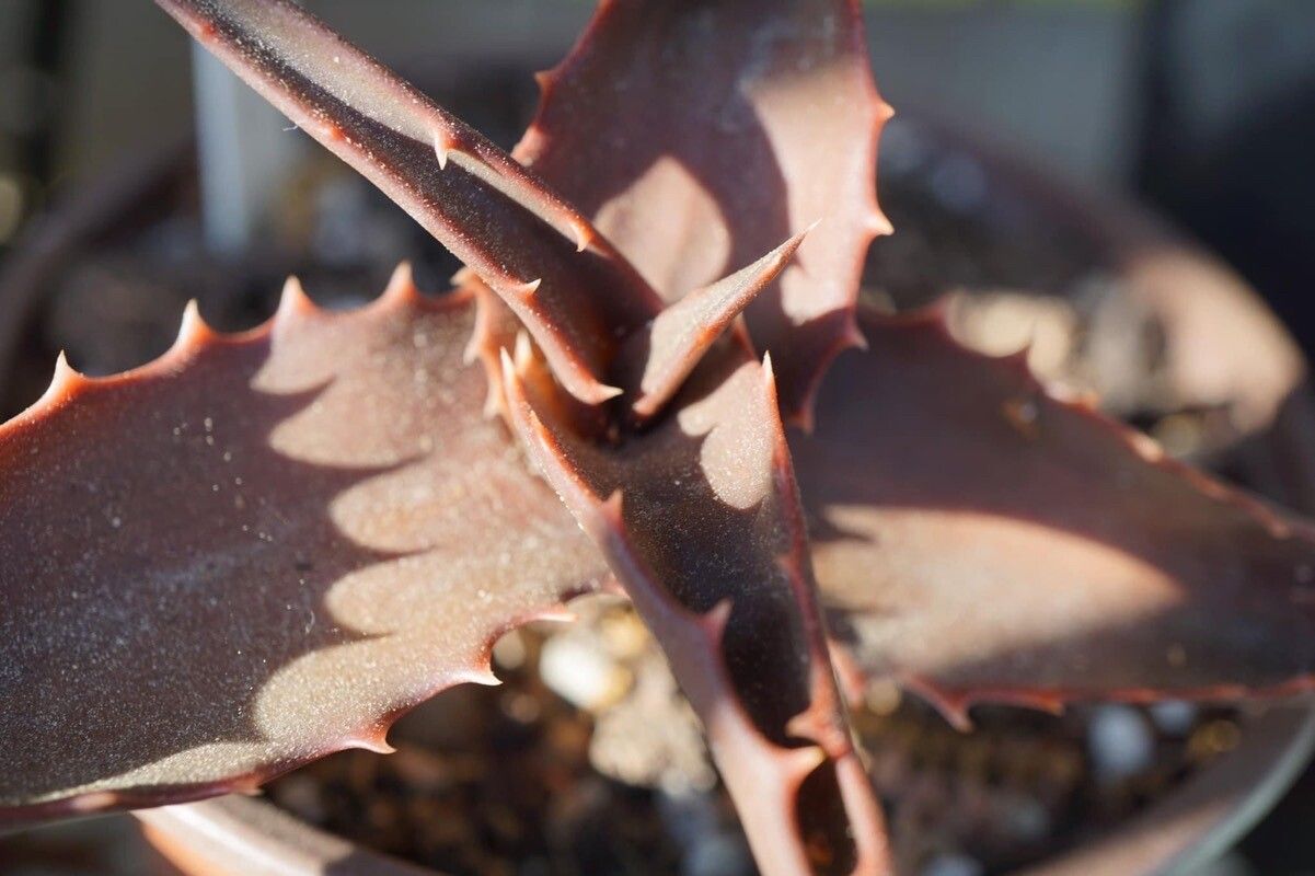 Aloe bussei leaf