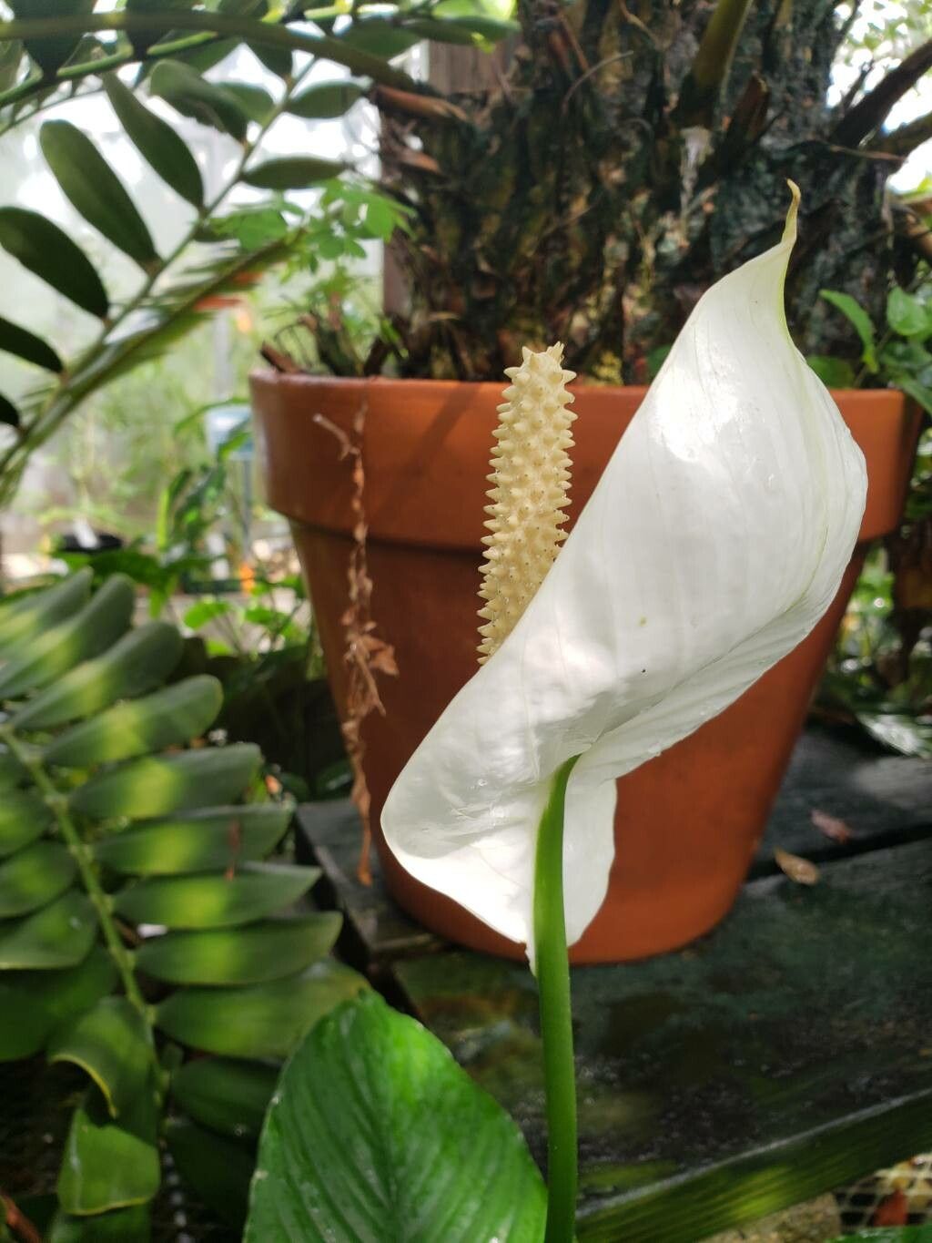 Spathiphyllum phryniifolium flower