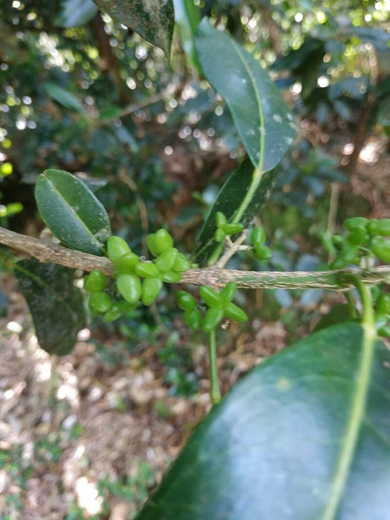 Melicope borbonica fruit