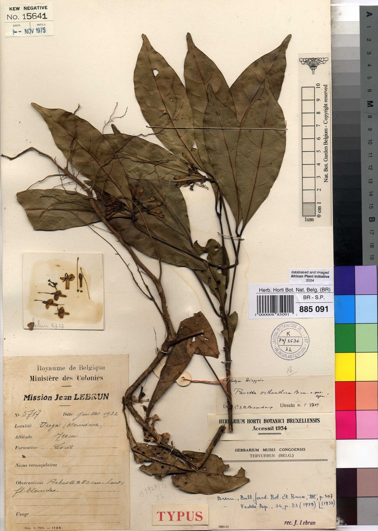 Pavetta orthanthera — houseplant care guide