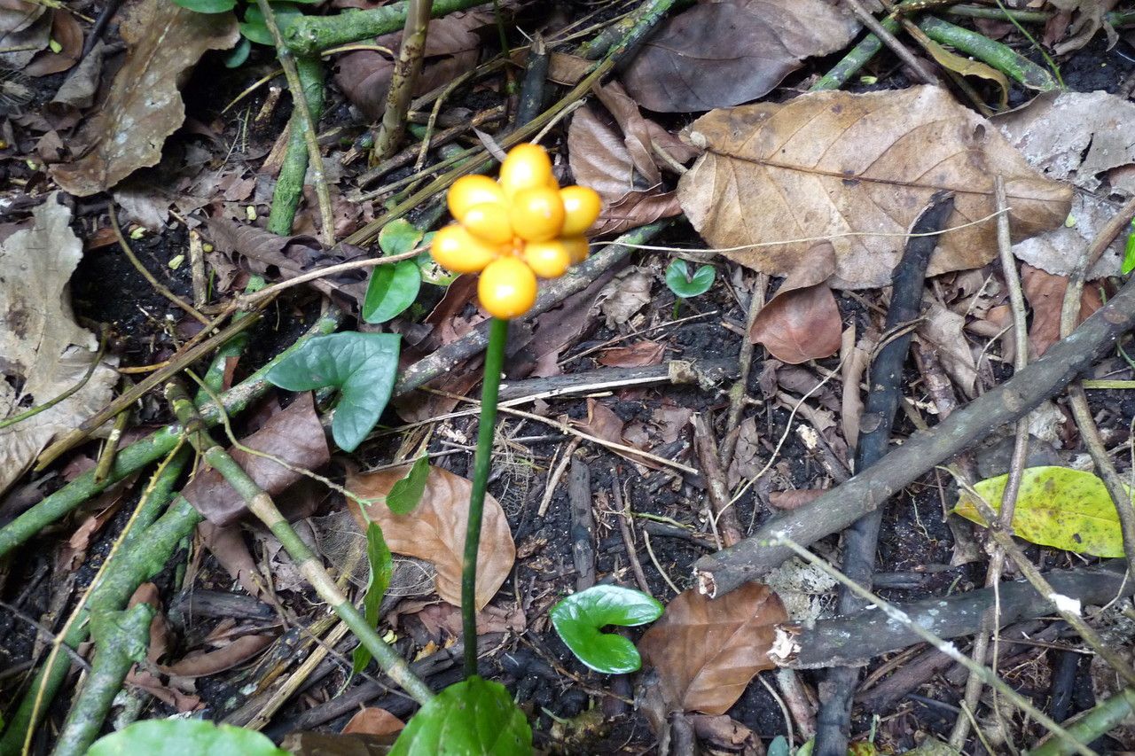 Nephthytis afzelii flower