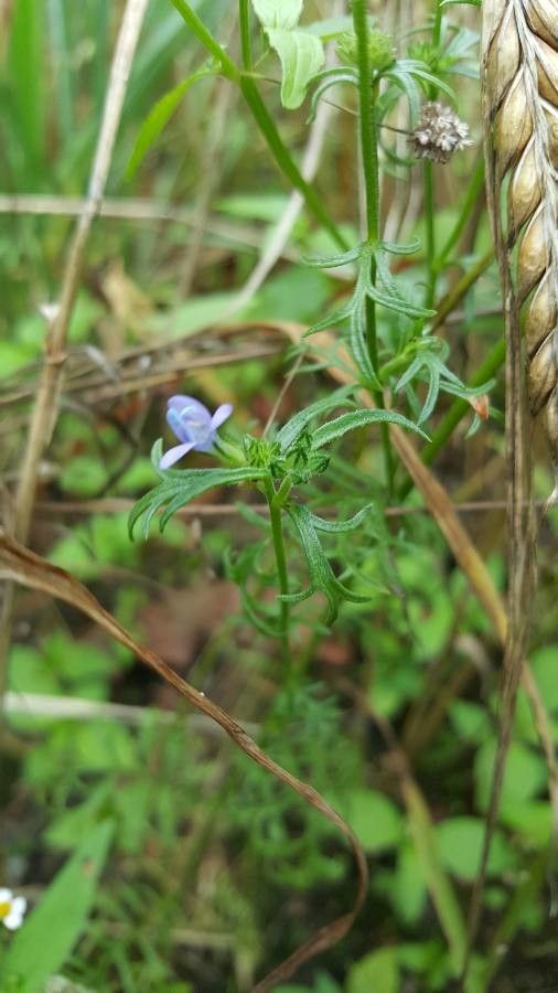Gilia achilleifolia — search result for 'Phlox'