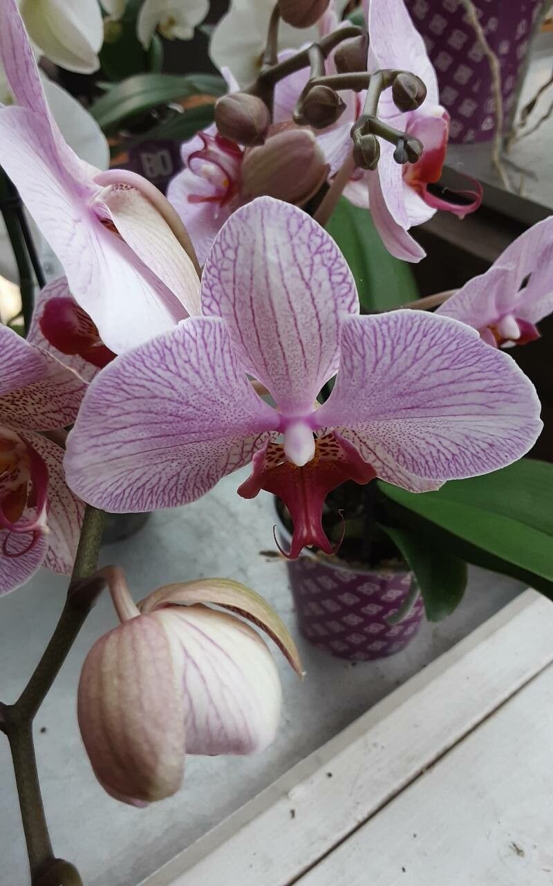 Vanda concolor — search result for 'Vanda'