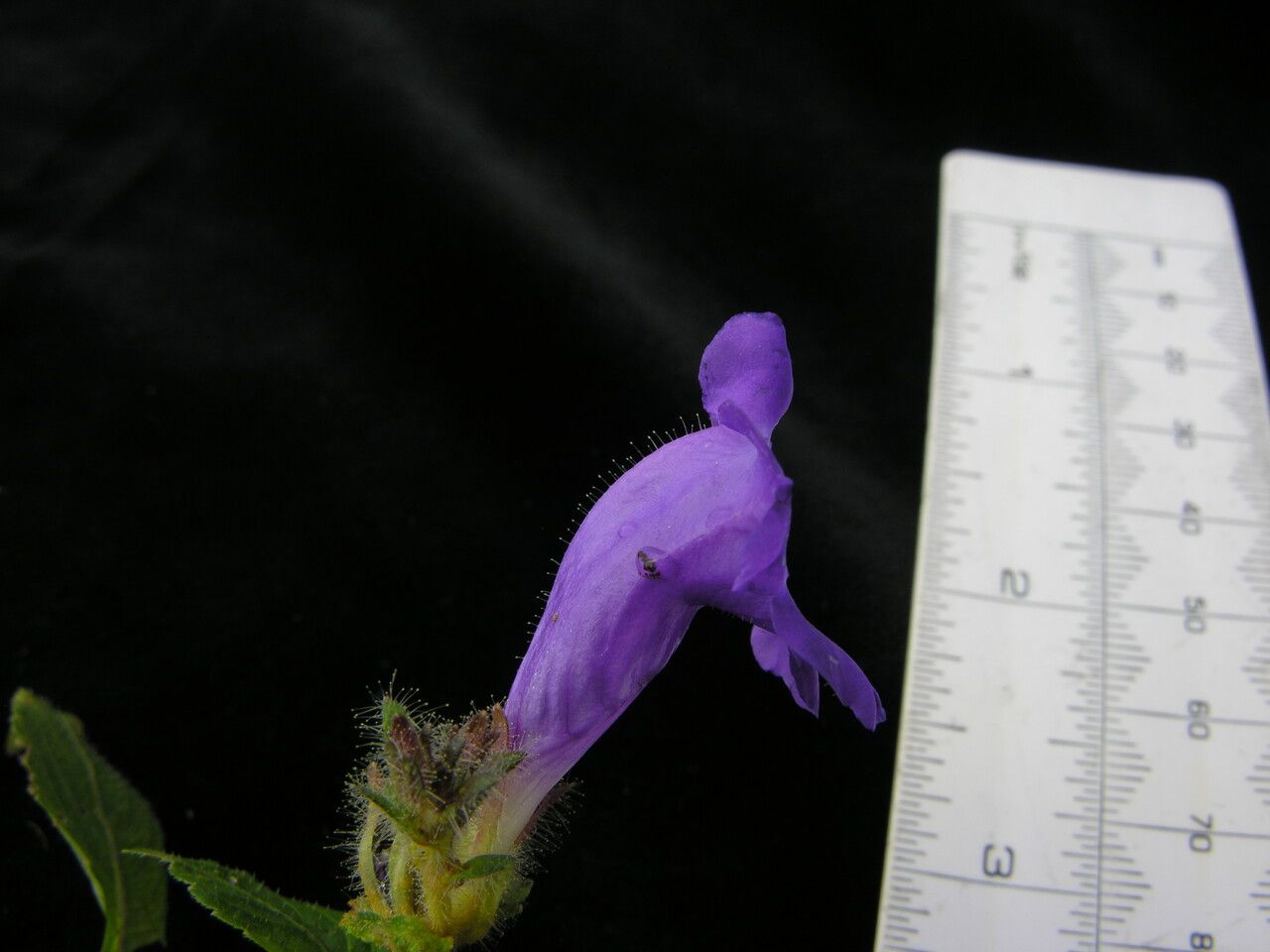Strobilanthes extensa other