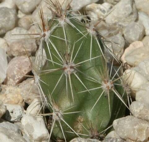 Grusonia moelleri — houseplant care guide