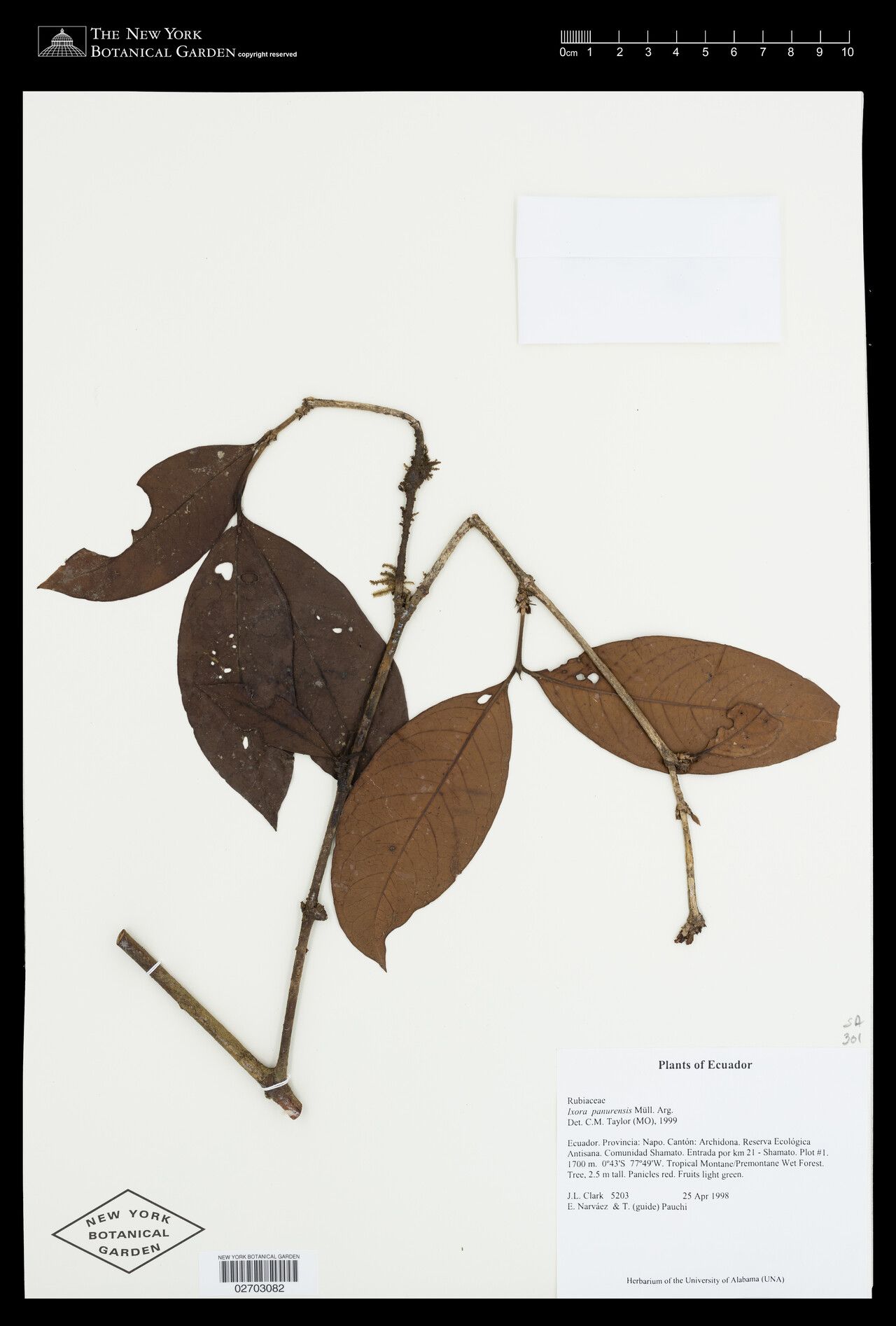 Ixora panurensis leaf