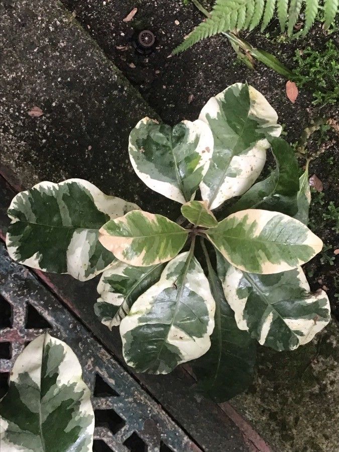 Pisonia umbellifera leaf