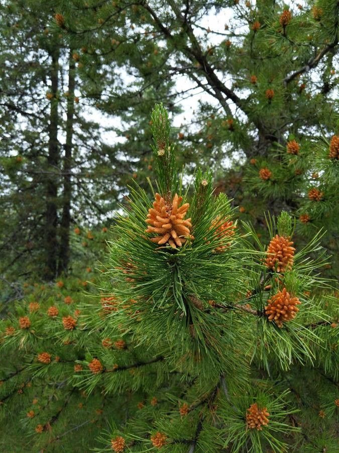 Pinus resinosa flower