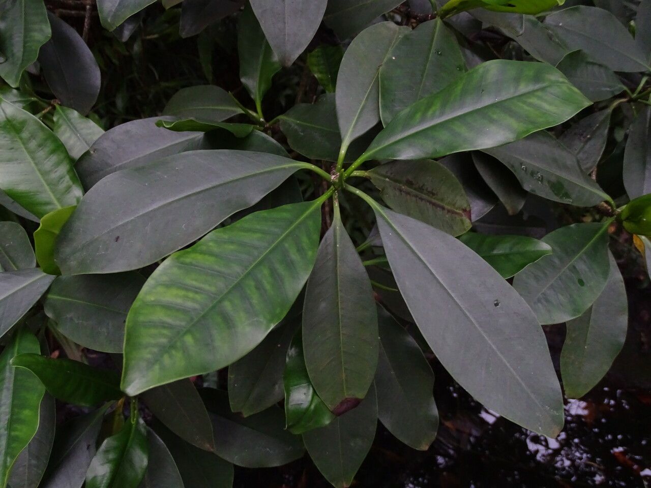 Rhizophora racemosa leaf