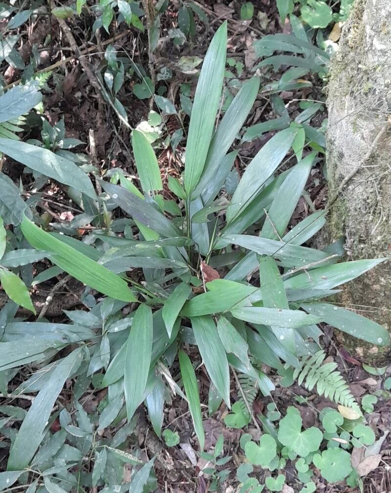 Pharus lappulaceus habit