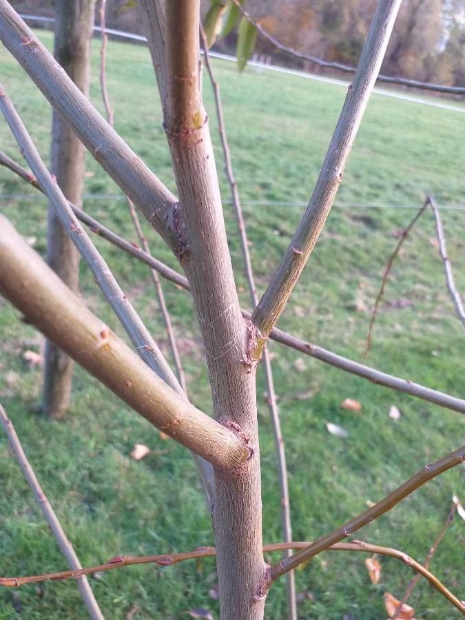 Salix × hermaphroditica bark