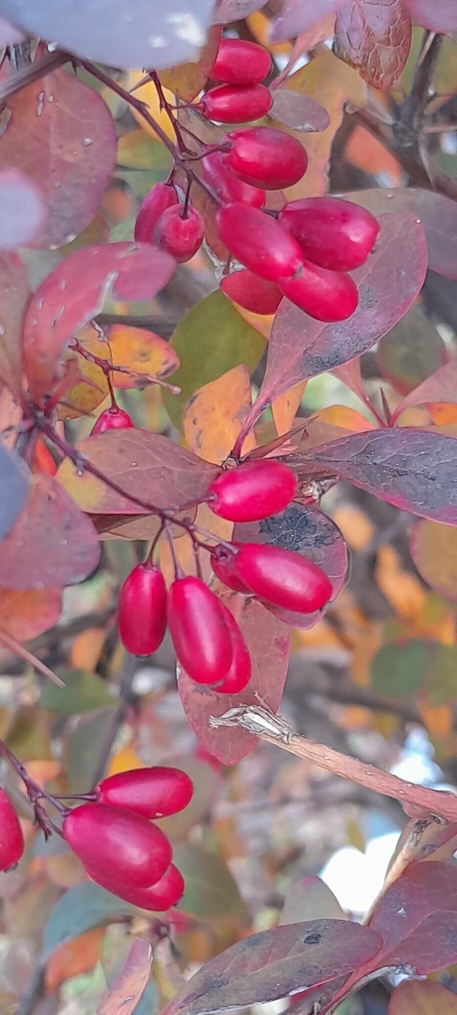 Berberis × ottawensis fruit