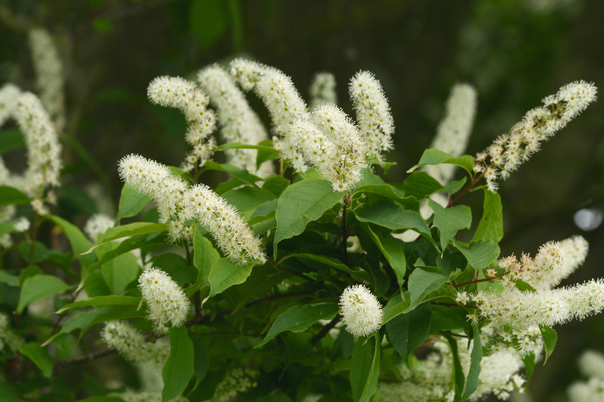Prunus grayana flower