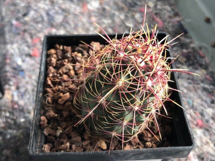 Thelocactus bicolor — related species from the same genus