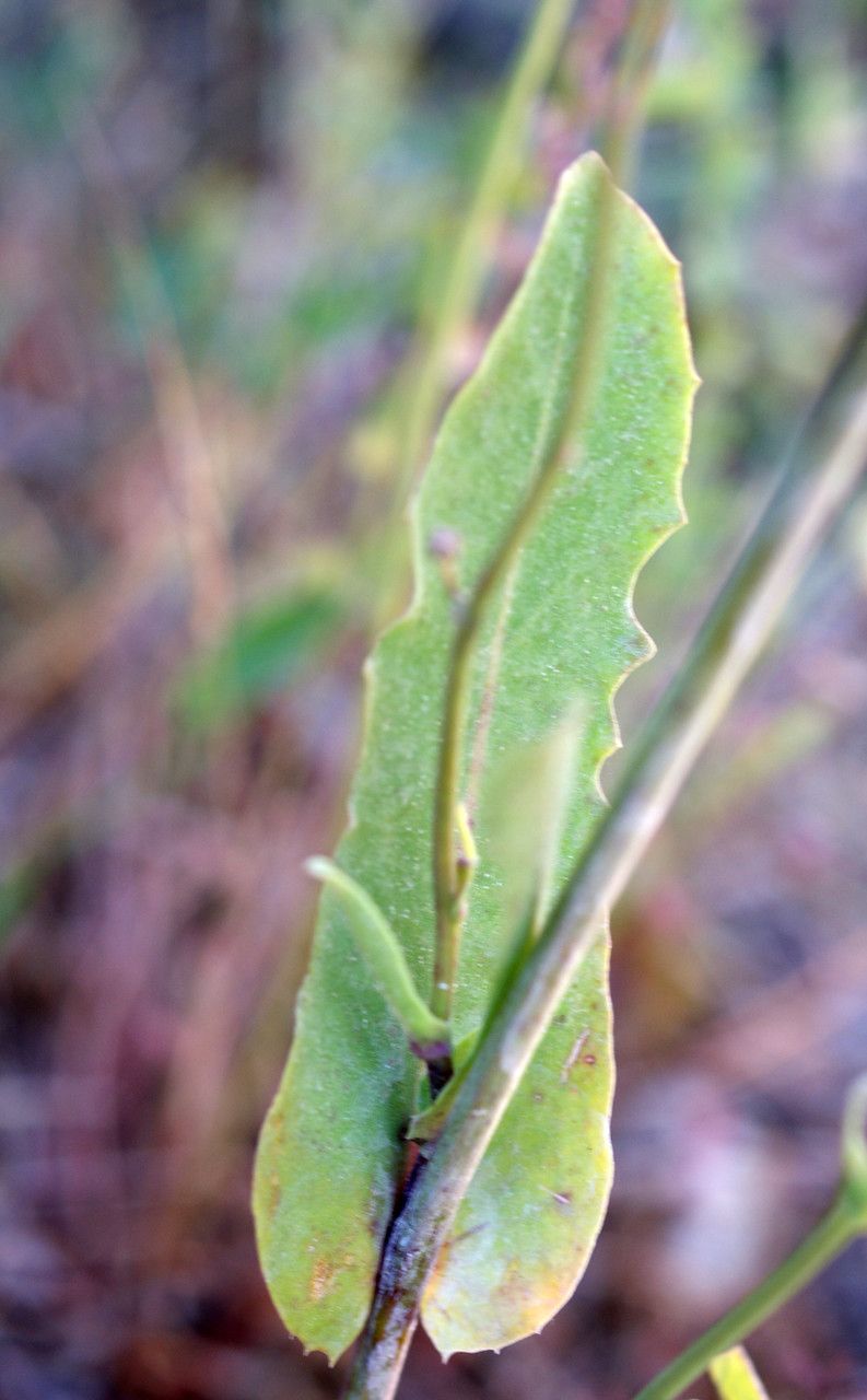 Reichardia intermedia — related species from the same genus