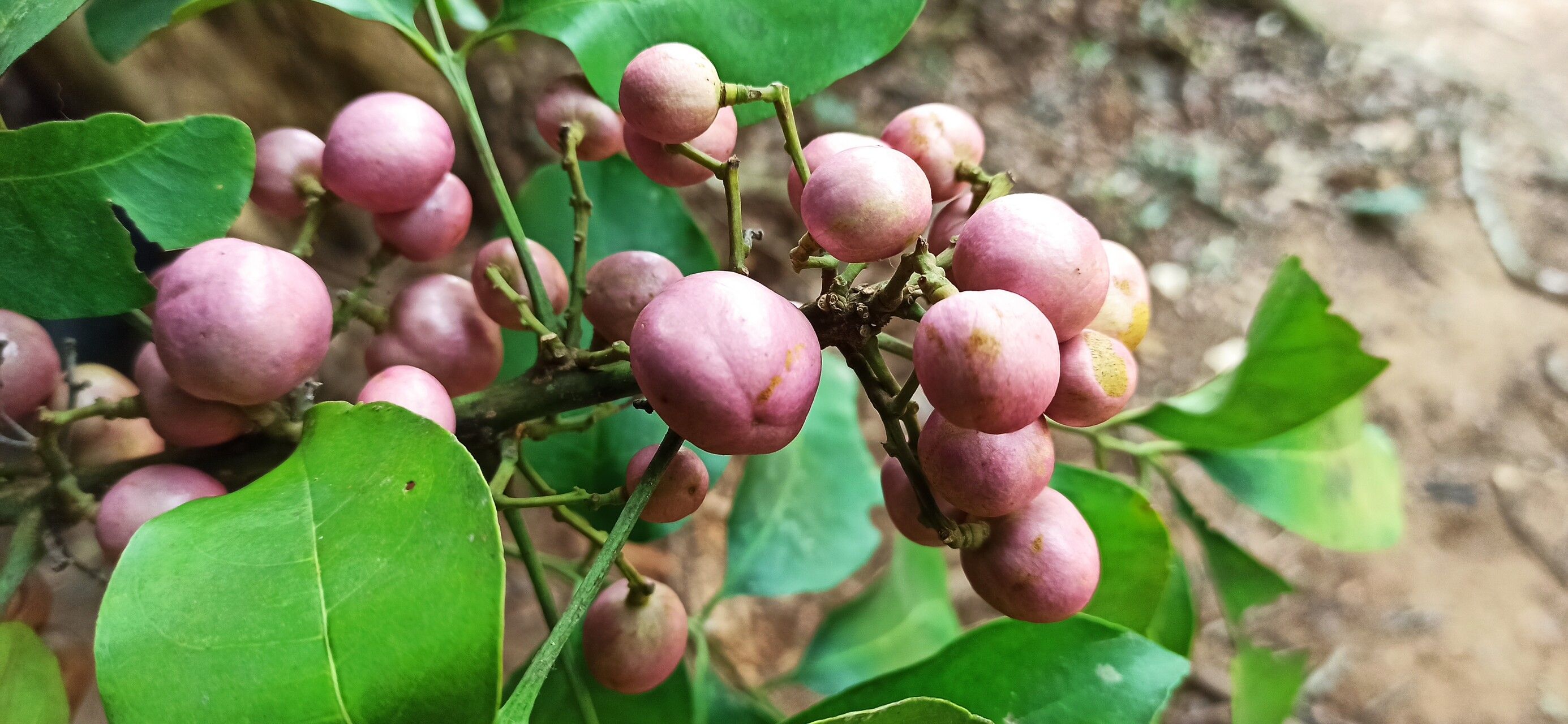 Trichilia prieuriana fruit