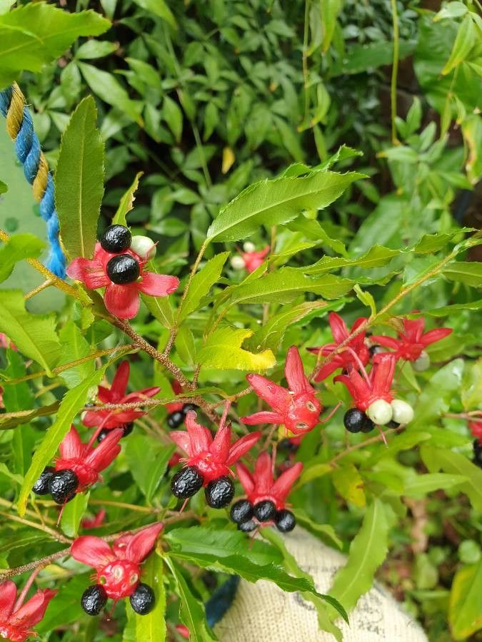 Ochna atropurpurea fruit