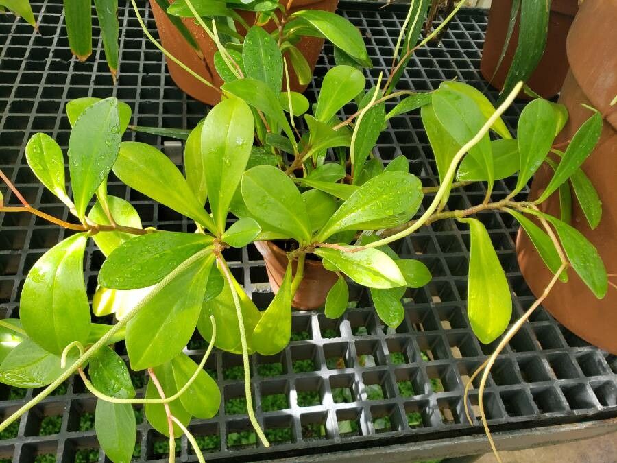 Peperomia amplexicaulis habit