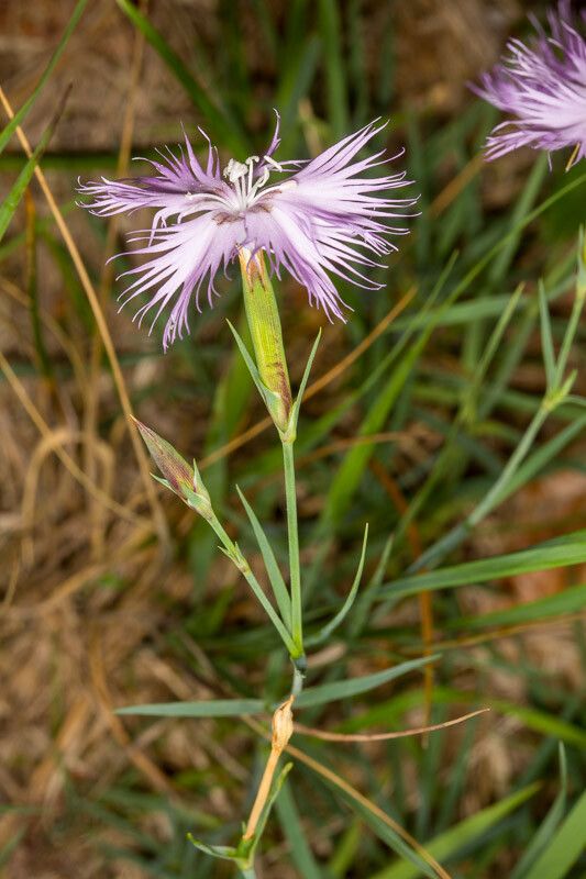 Dianthus sternbergii flower