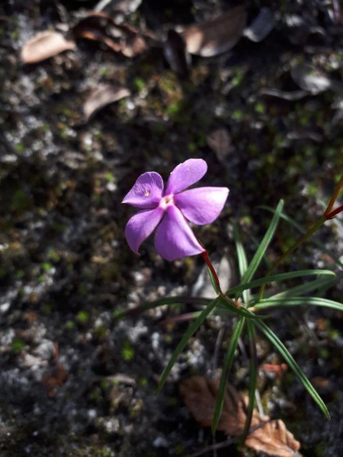Mandevilla tenuifolia flower