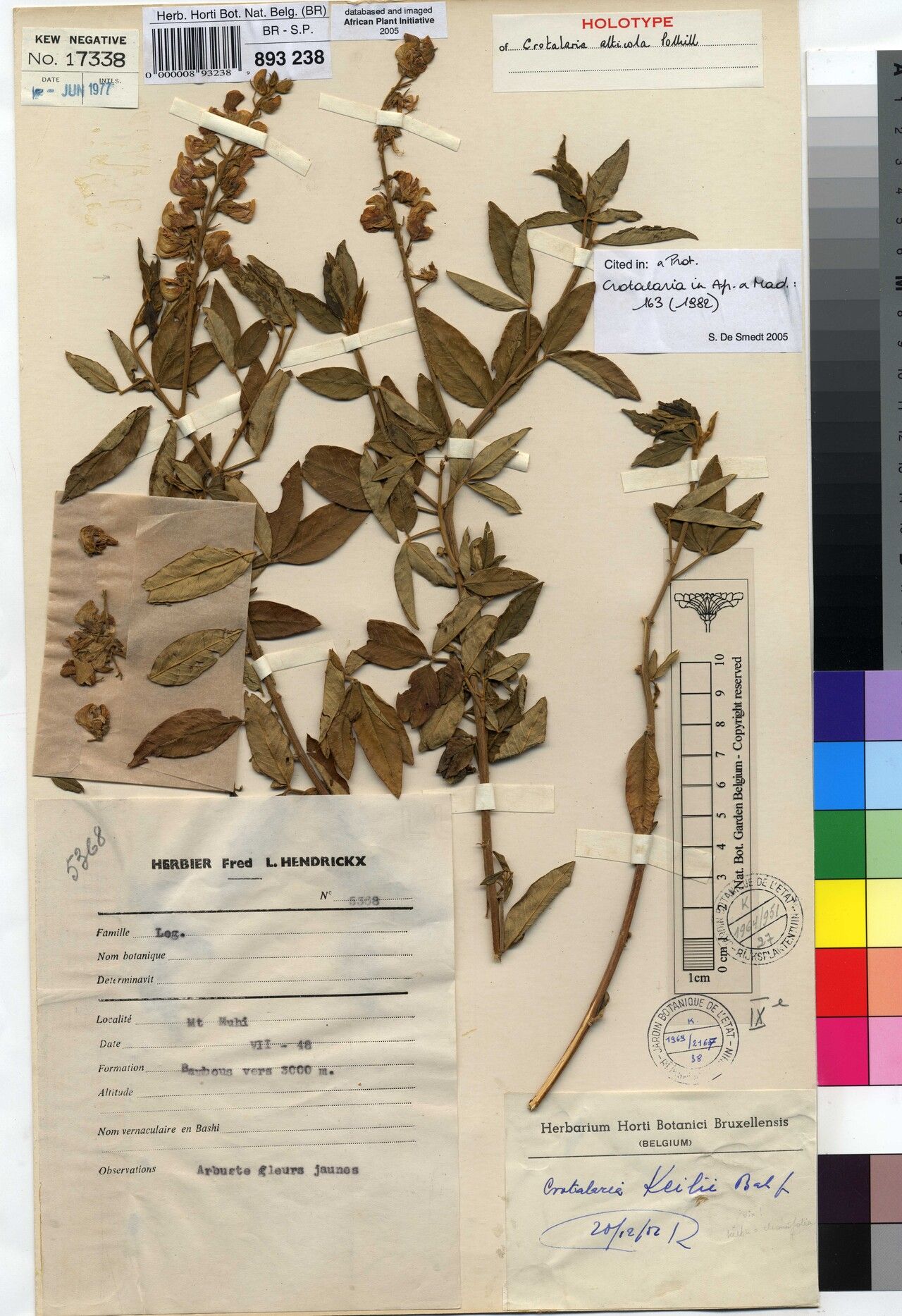 Crotalaria alticola — houseplant care guide