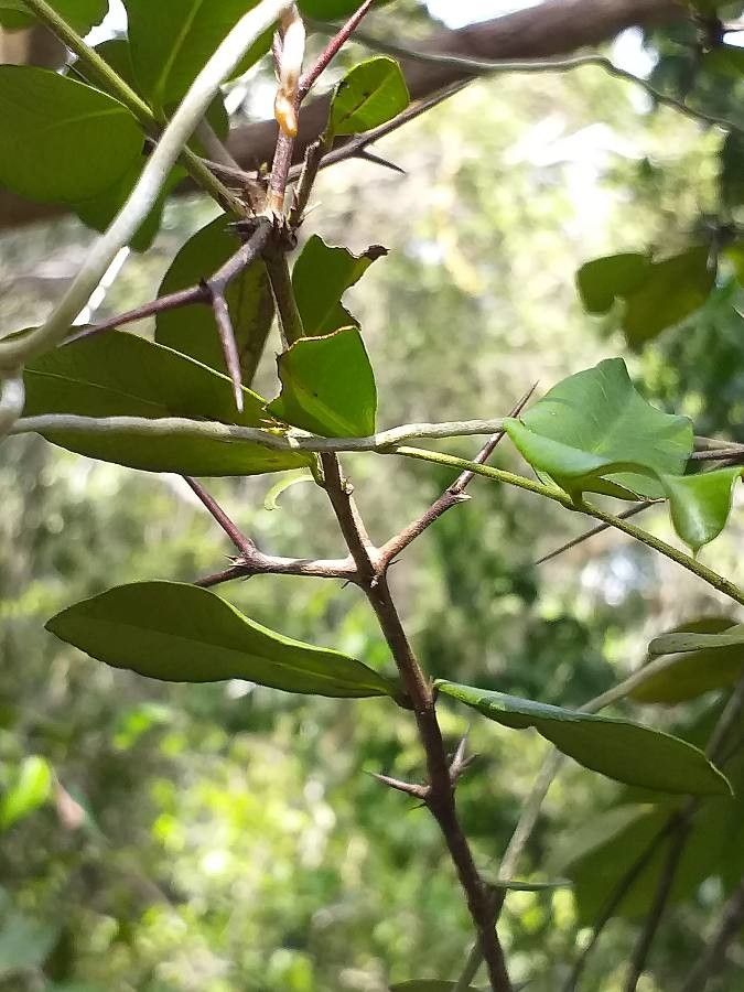 Carissa tetramera — search result for 'Carissa'