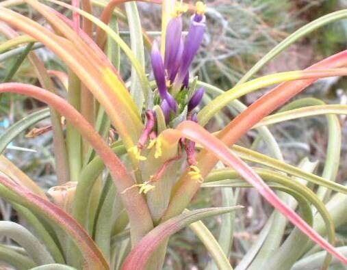 Tillandsia turquinensis — houseplant care guide