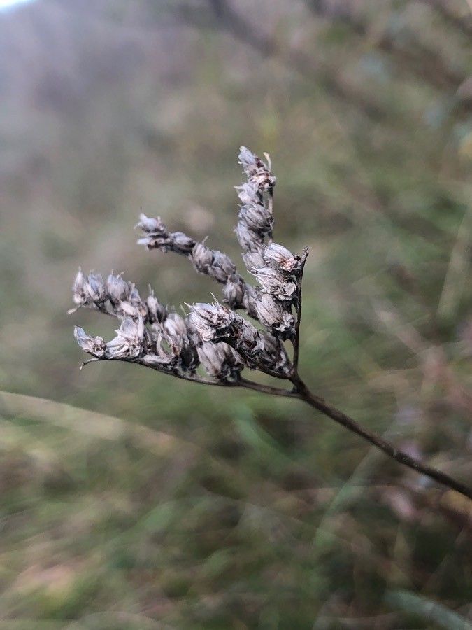 Limonium vulgare fruit