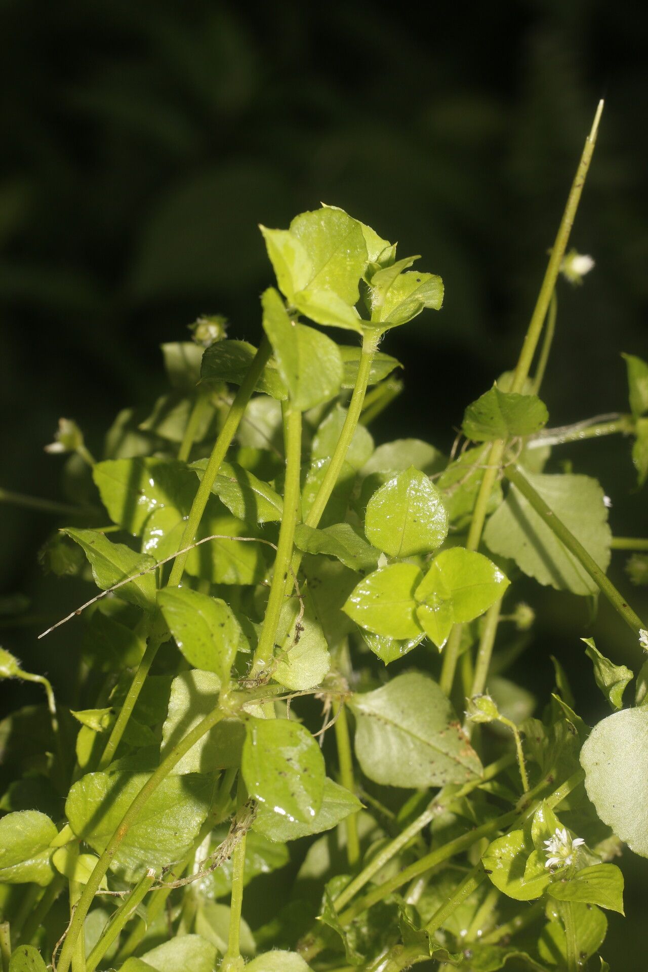 Stellaria ovata leaf