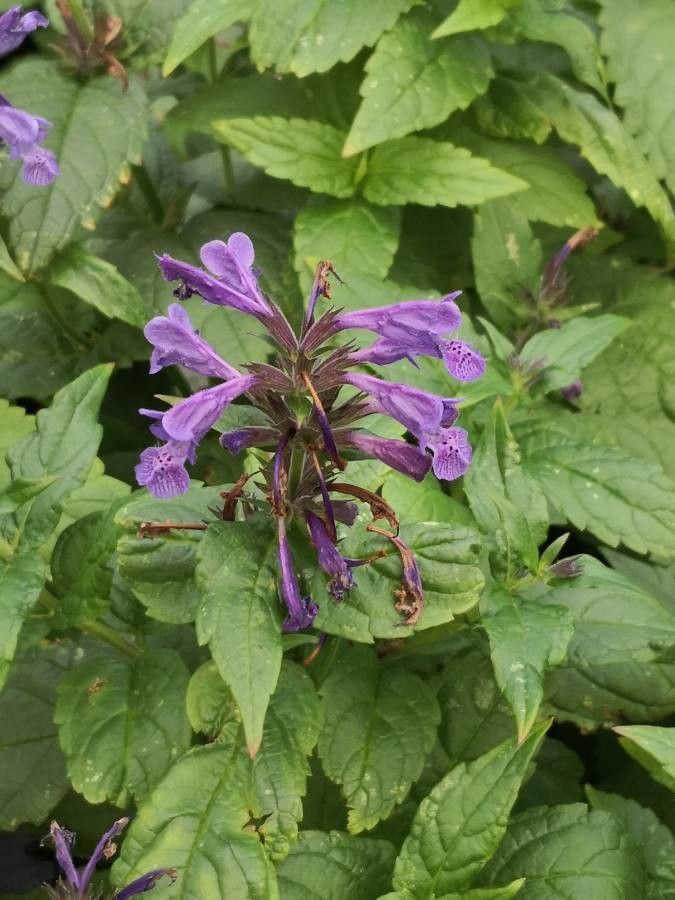 Nepeta nervosa flower