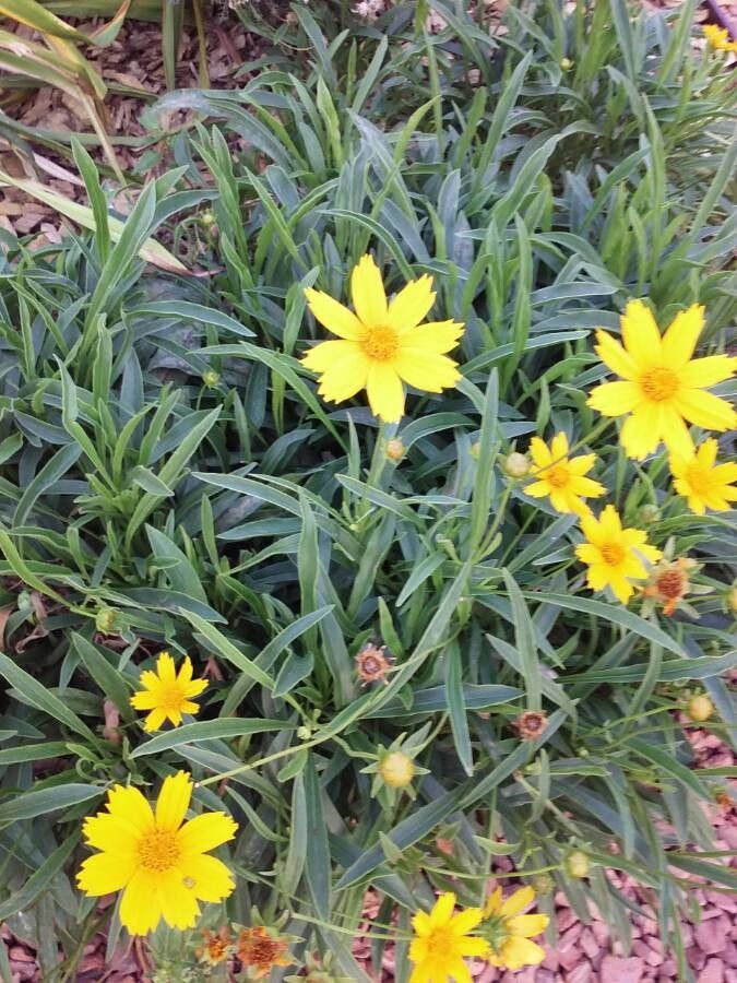 Coreopsis auriculata habit