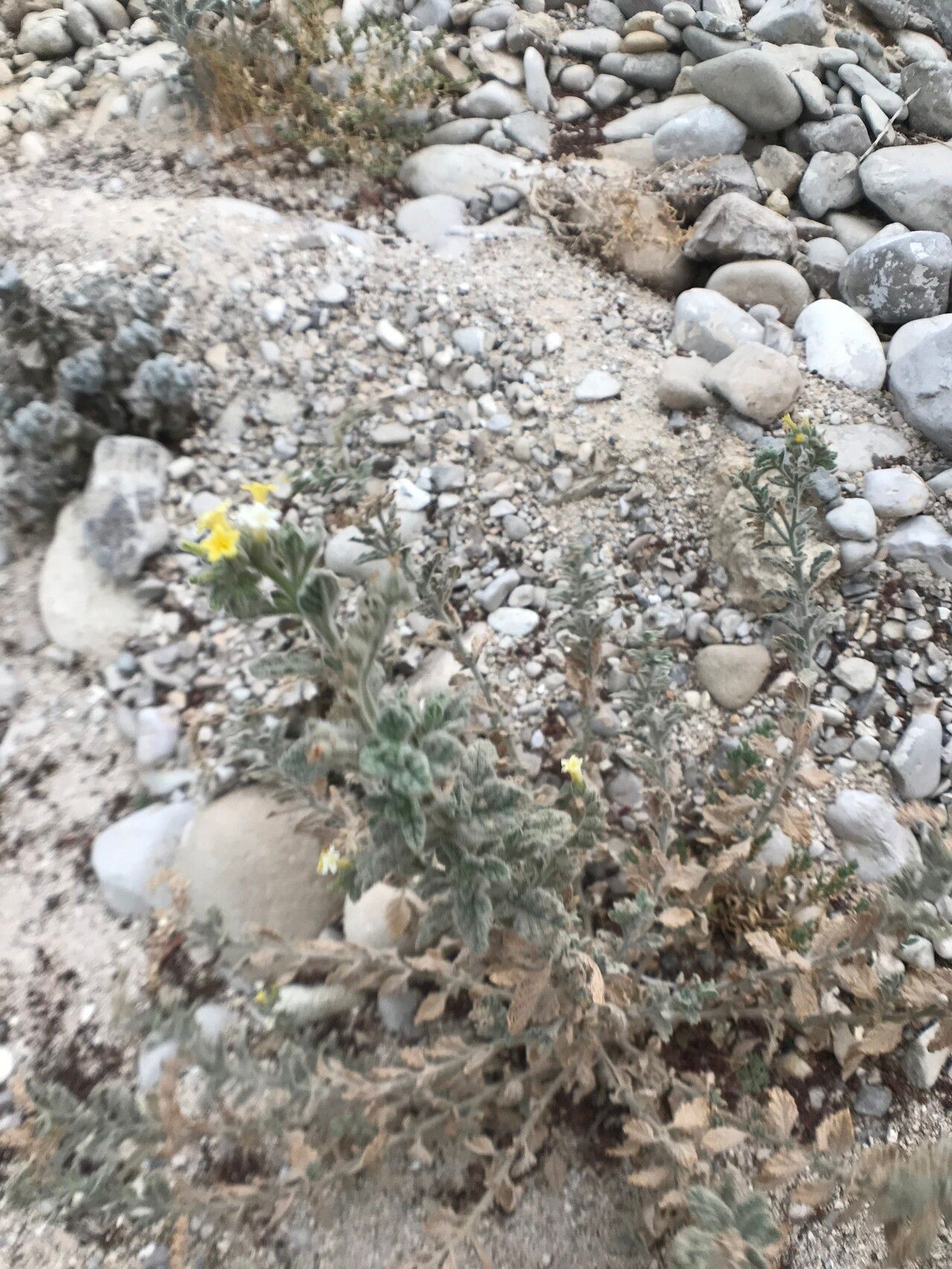 Heliotropium arbainense habit