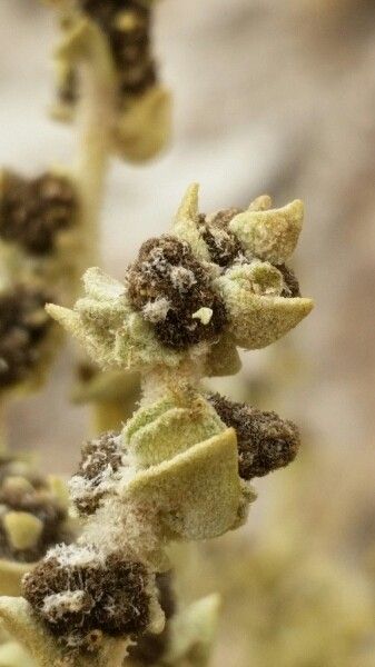Atriplex imbricata fruit