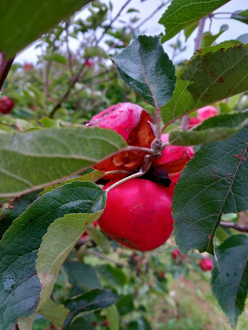 Malus spectabilis fruit