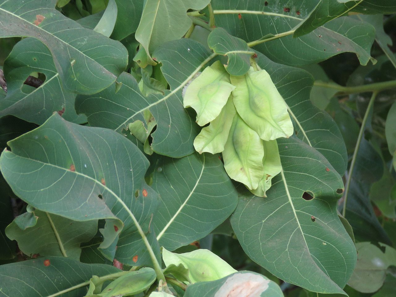 Terminalia macroptera fruit