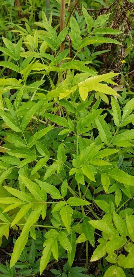 Angelica heterocarpa — search result for 'Angelica'