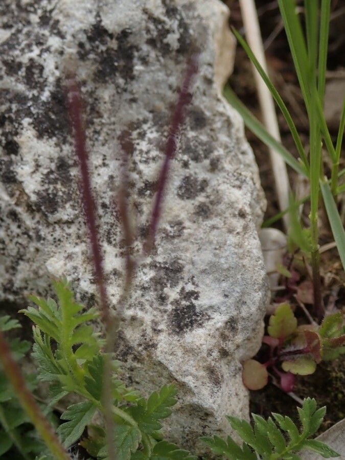 Erodium acaule fruit