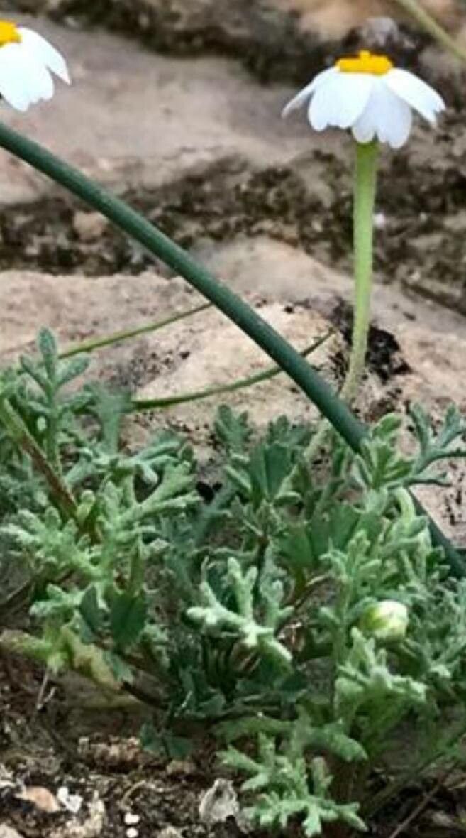 Anthemis persica — search result for 'Anthemis'