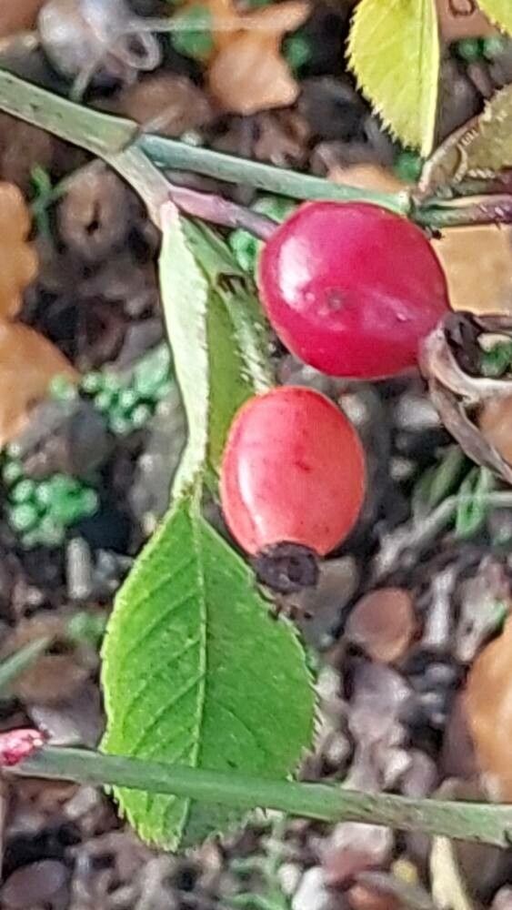Rosa inodora fruit