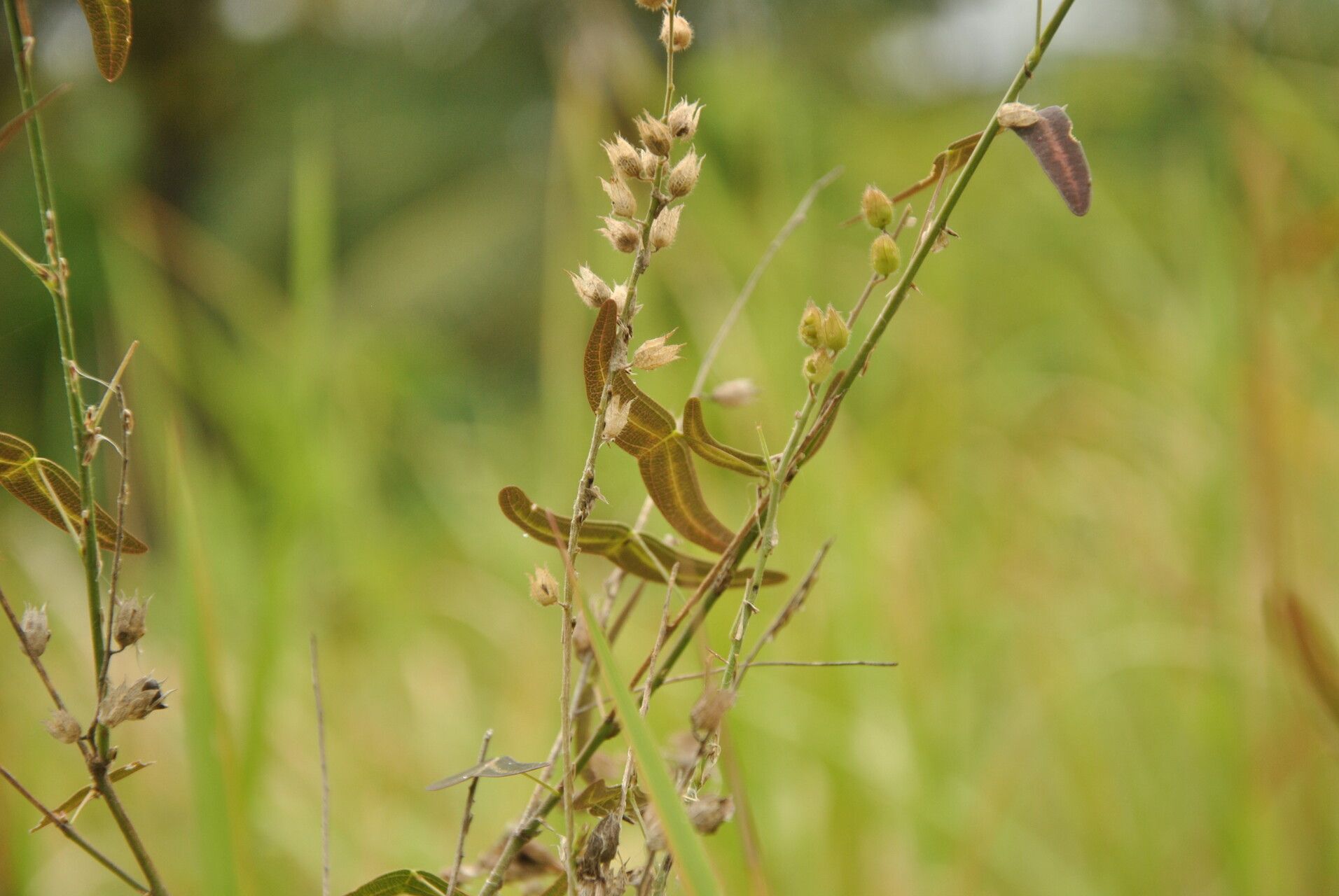 Christia vespertilionis other