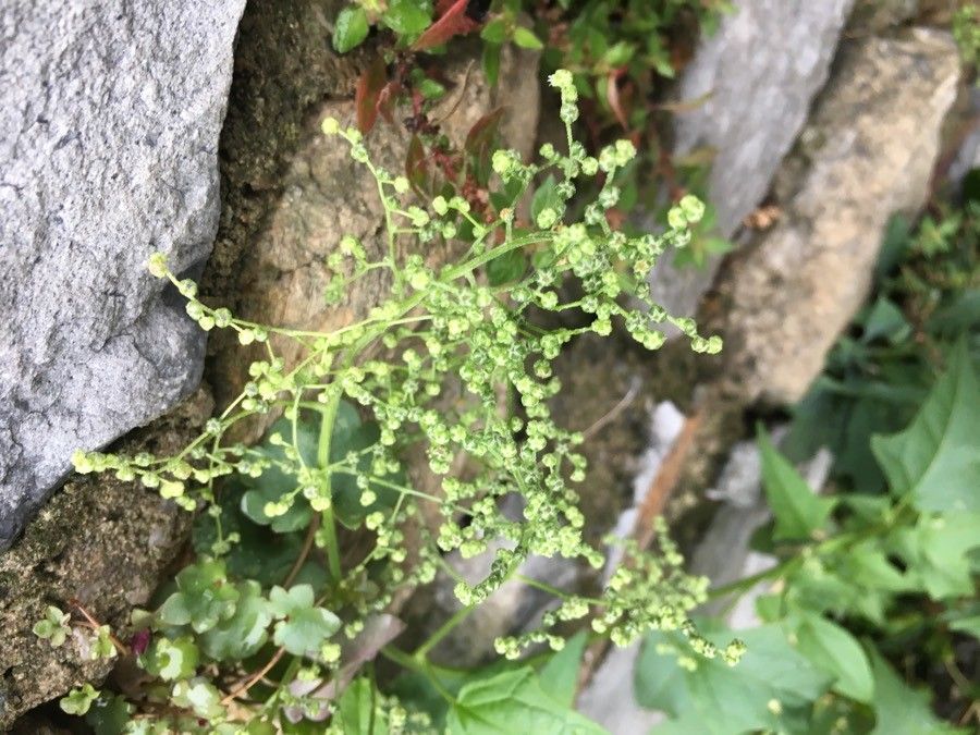Chenopodium hybridum flower