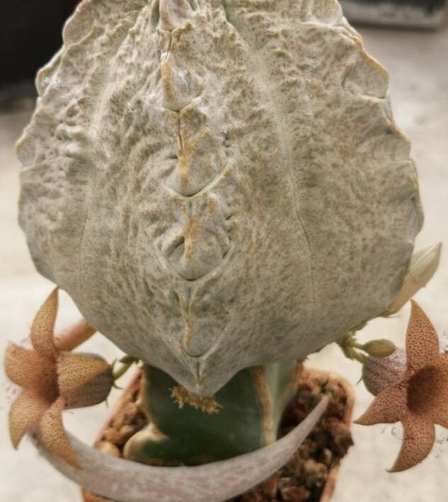 White-sloanea crassa — houseplant care guide