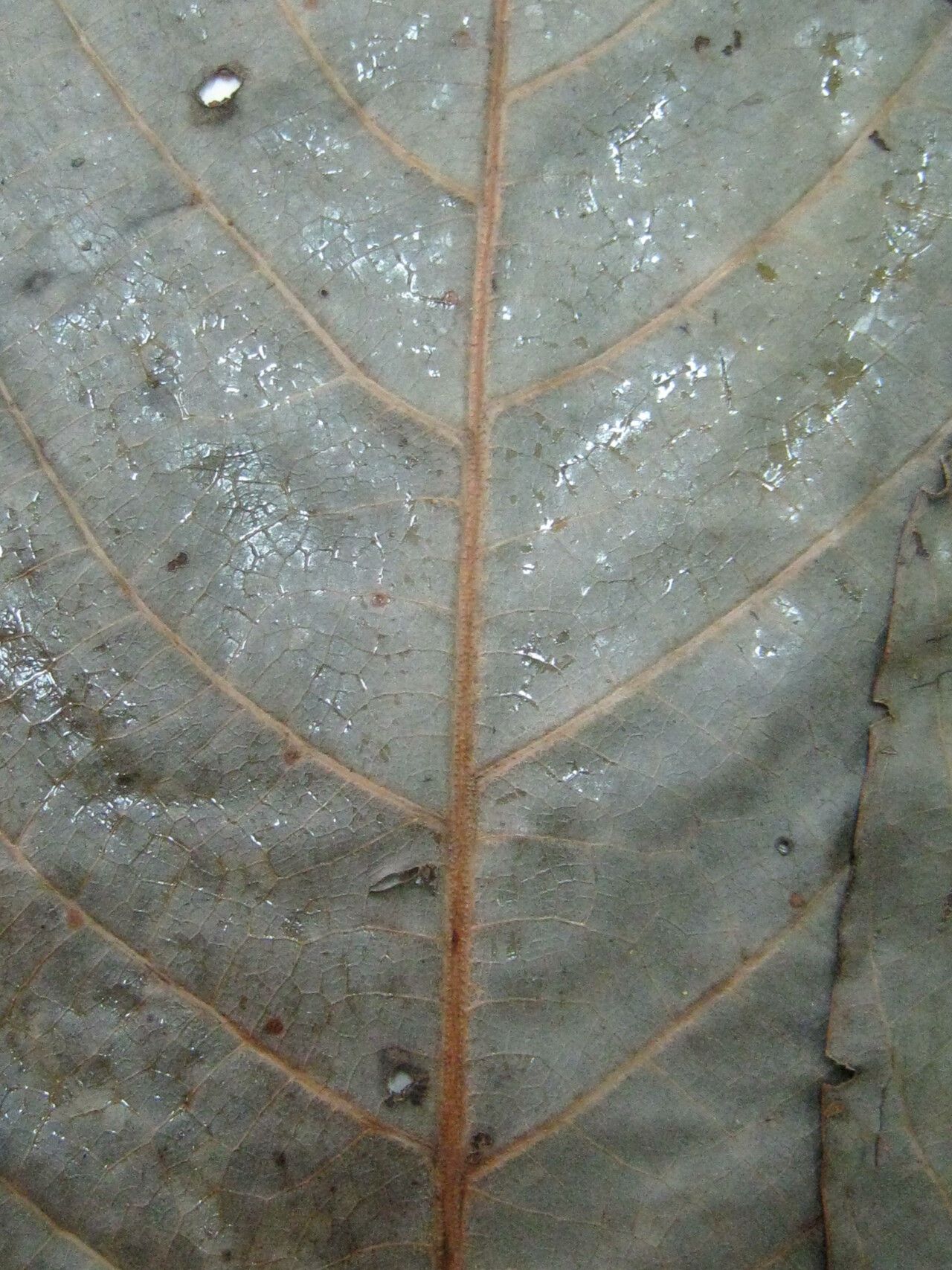 Ocotea tomentella other