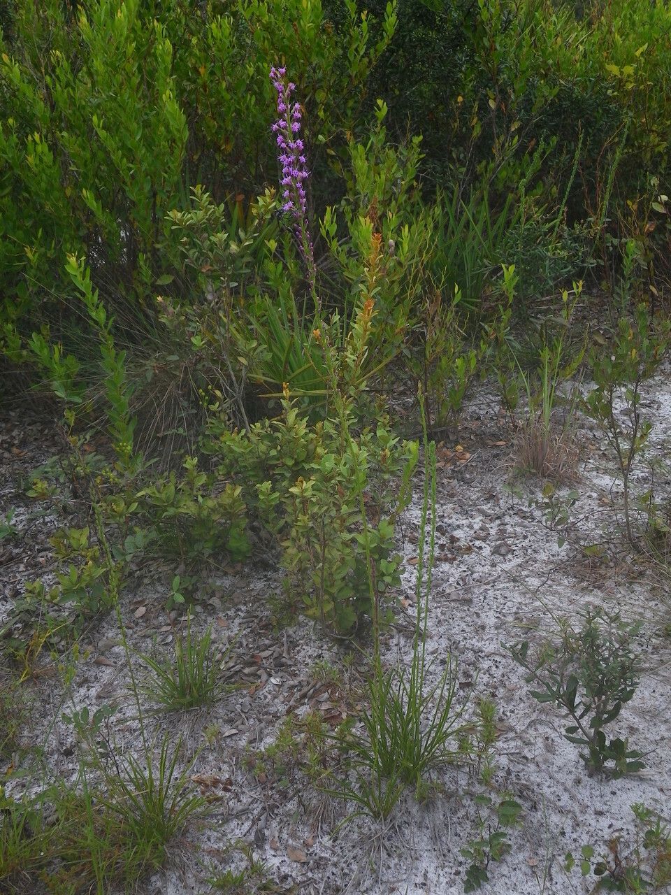 Liatris chapmanii habit