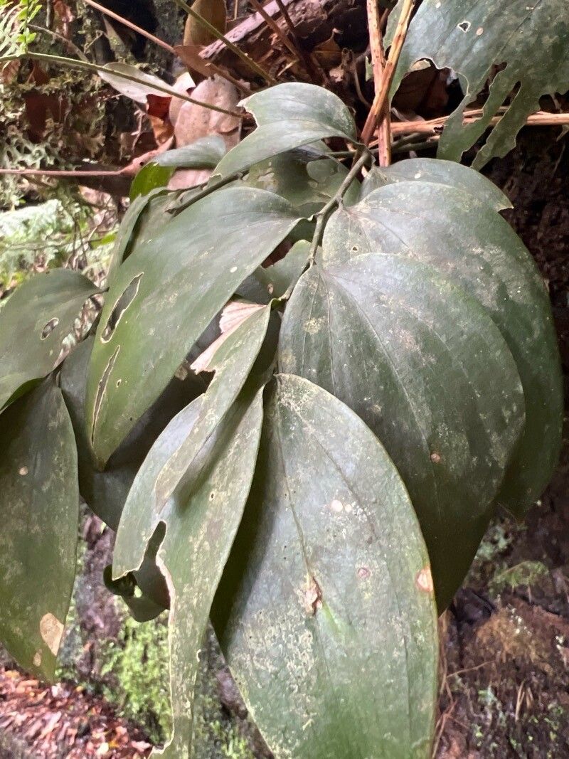 Ruscus streptophyllus — search result for 'Ruscus'