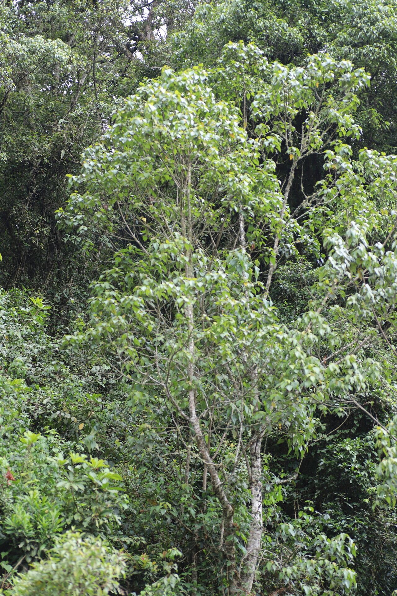 Macaranga kilimandscharica — houseplant care guide