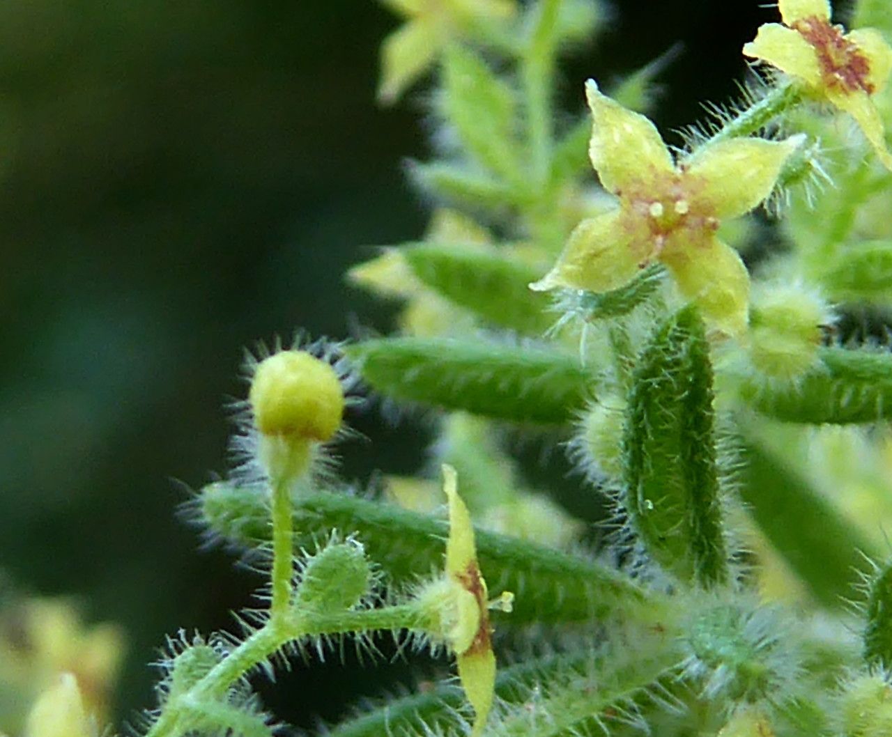 Galium maritimum flower