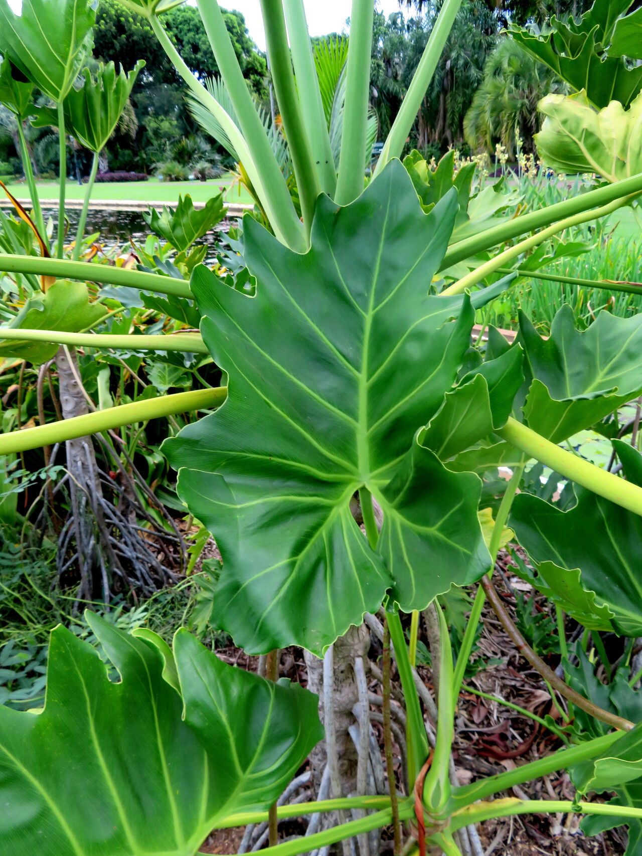 Philodendron paludicola leaf