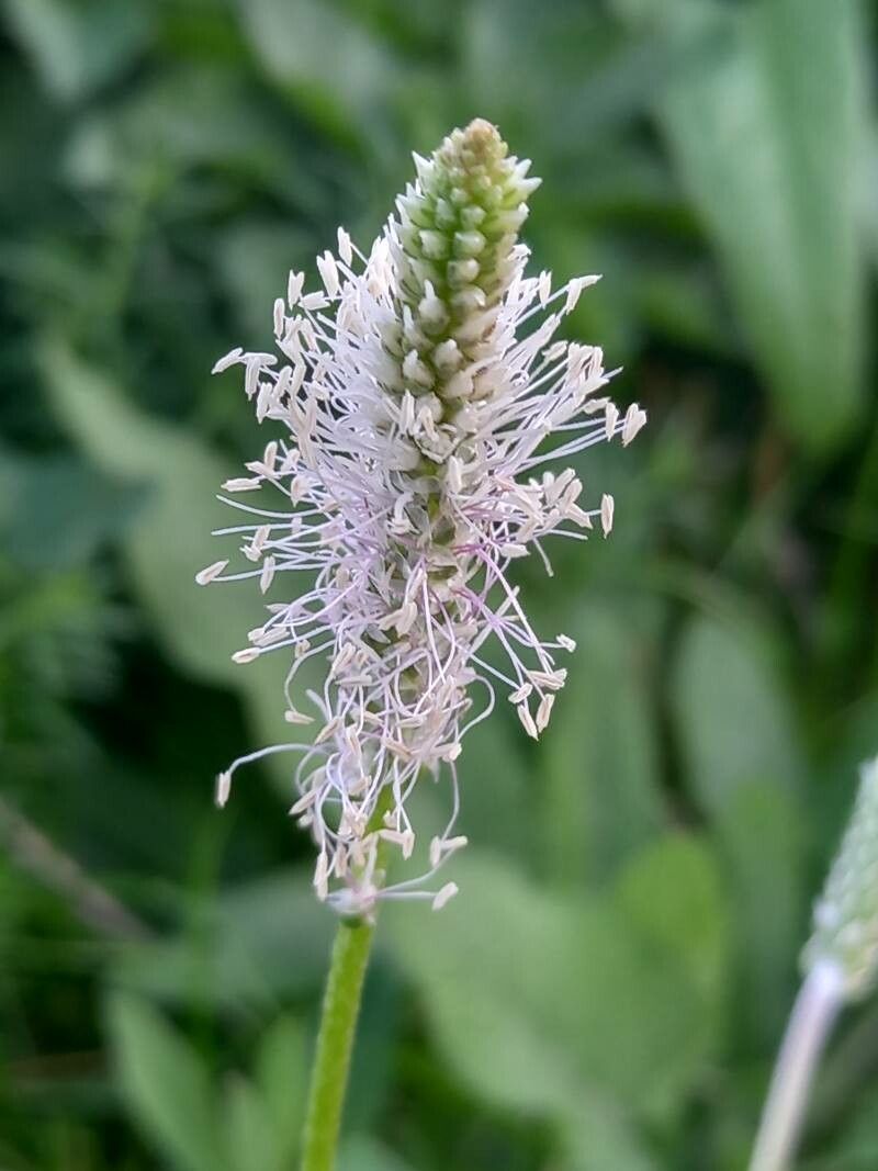 Plantago media flower